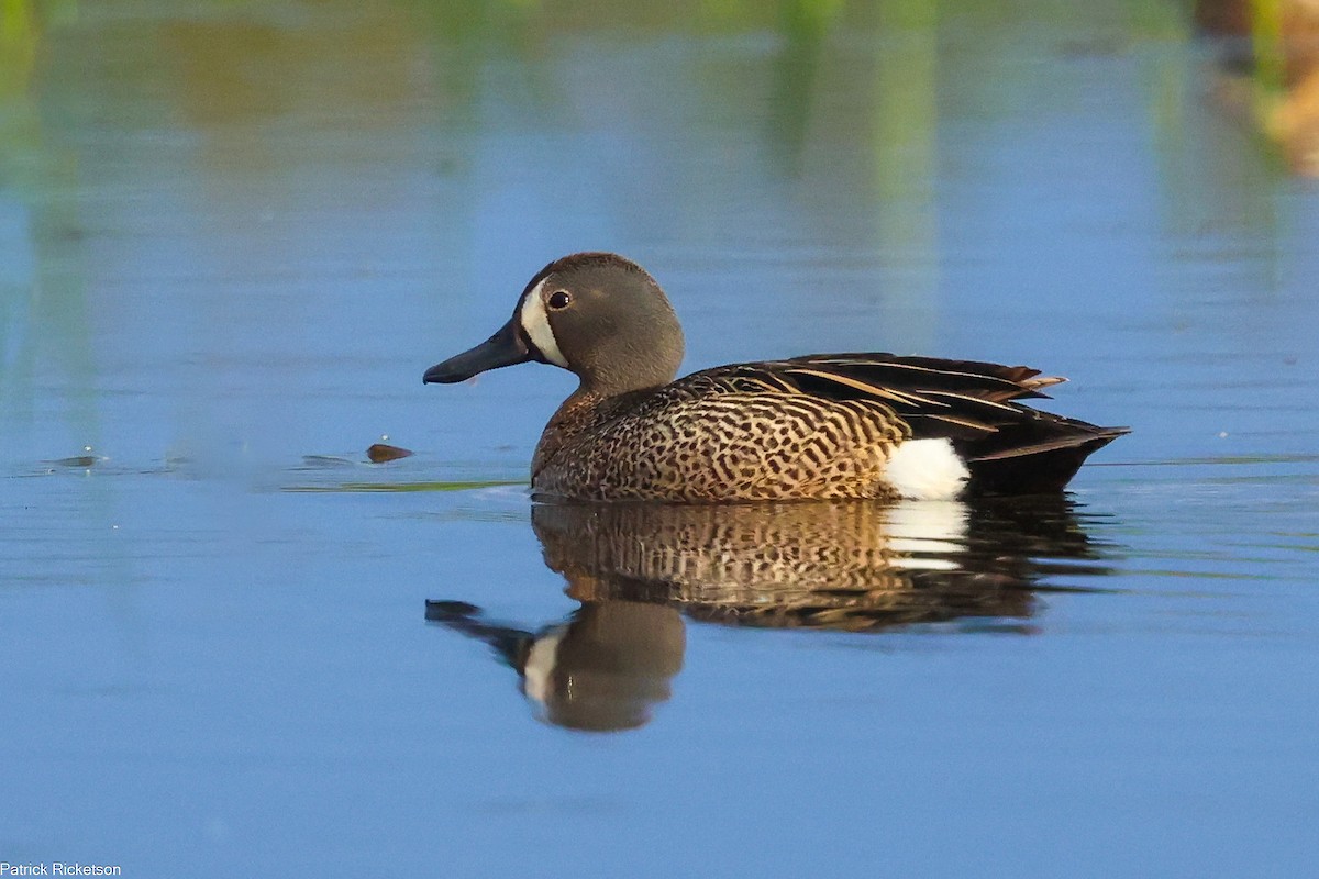 Blue-winged Teal - ML620175883