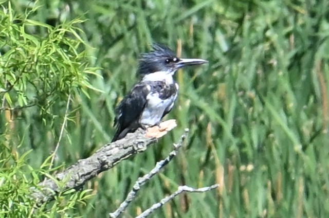 Belted Kingfisher - ML620175885