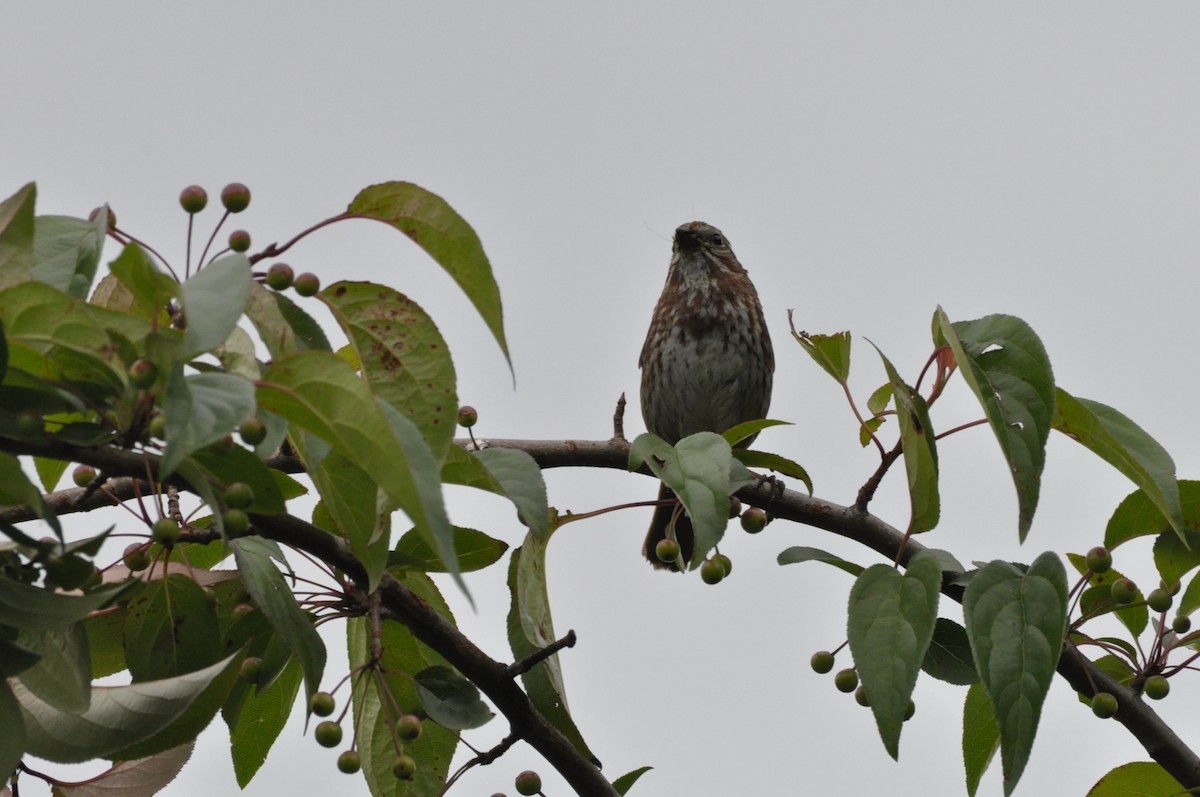 Song Sparrow - ML620175890