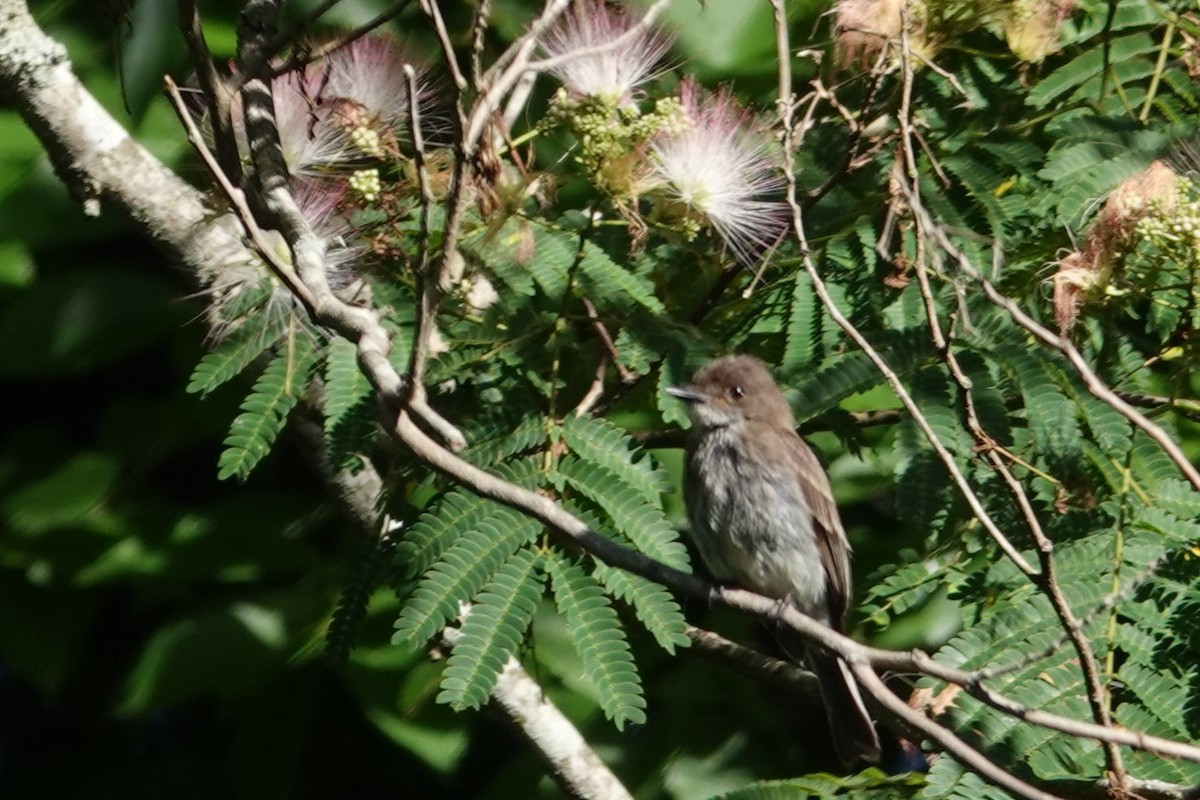 Eastern Phoebe - ML620175899