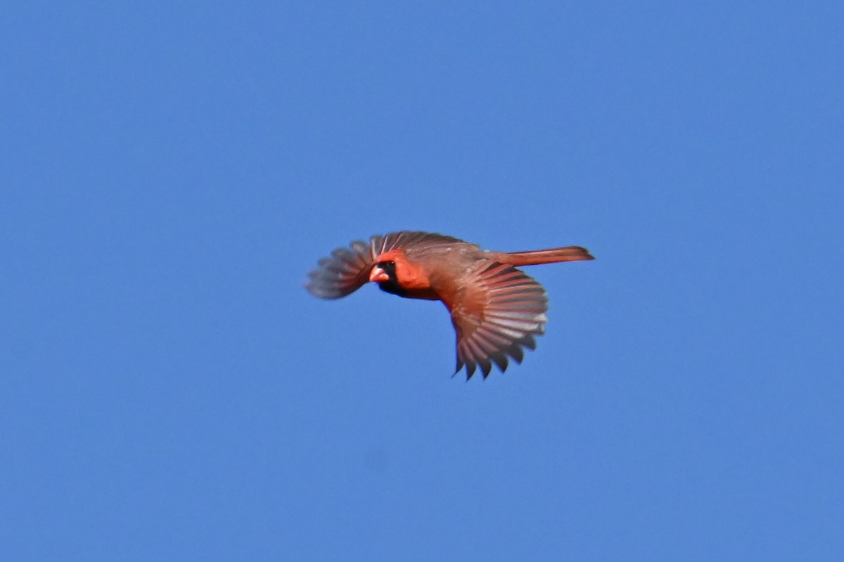 Northern Cardinal - ML620175901