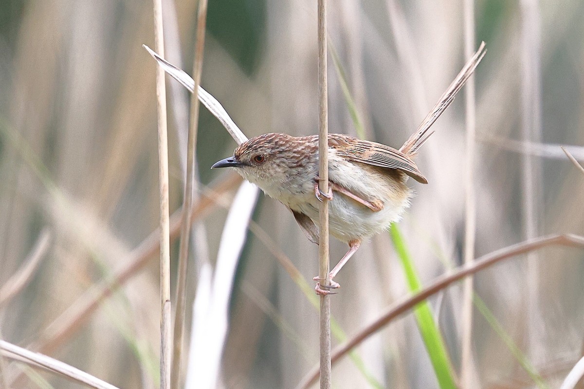 Striped Prinia - ML620175903