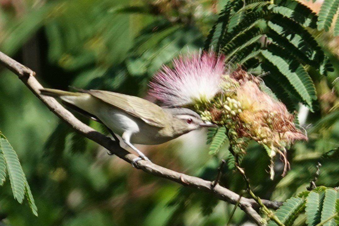 Vireo Ojirrojo - ML620175909