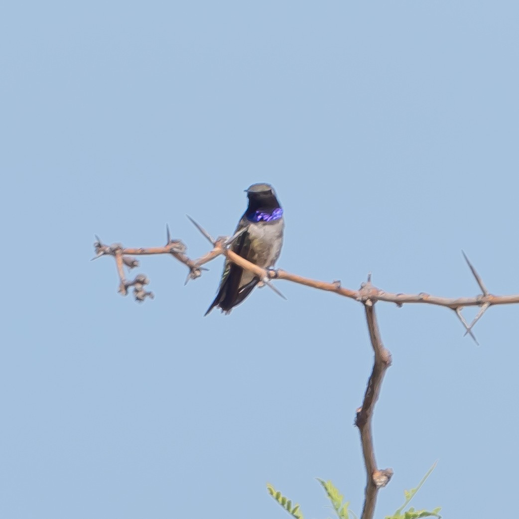 Black-chinned Hummingbird - ML620175910