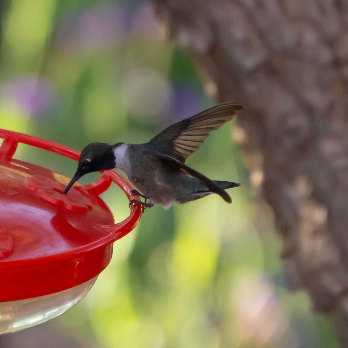 Black-chinned Hummingbird - ML620175911