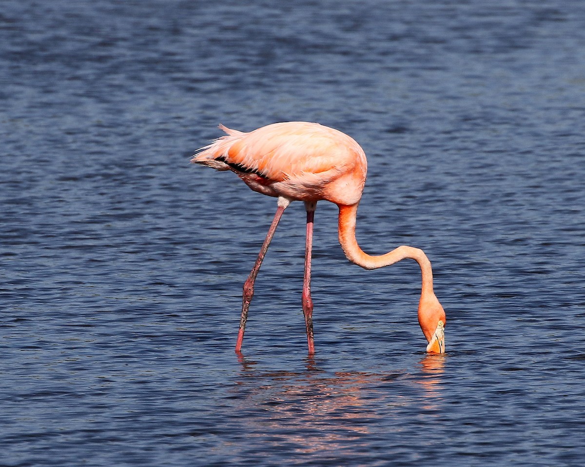 Flamant des Caraïbes - ML620175912