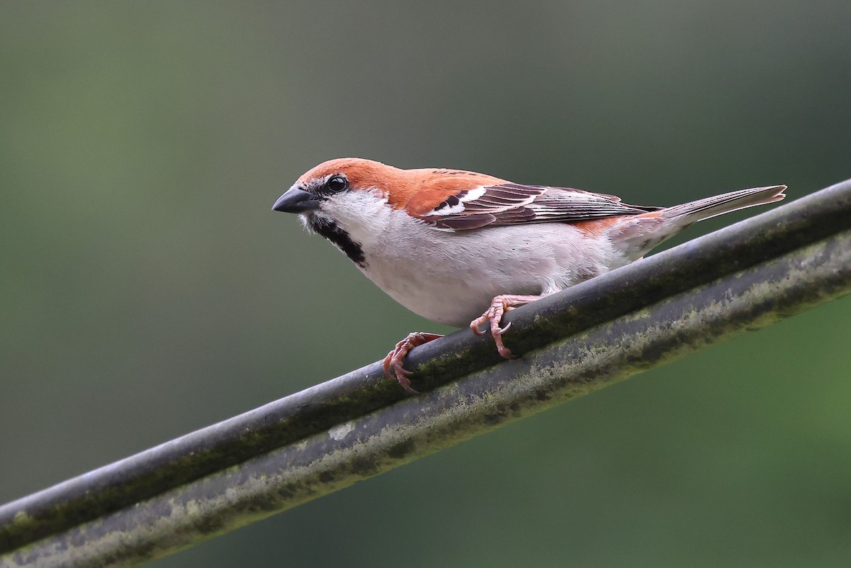 Russet Sparrow - ML620175916