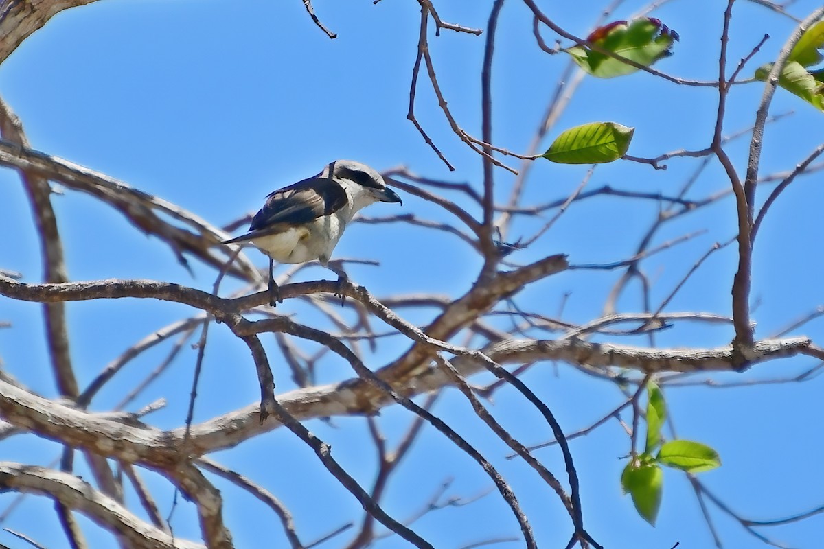 Brown Shrike - ML620175917