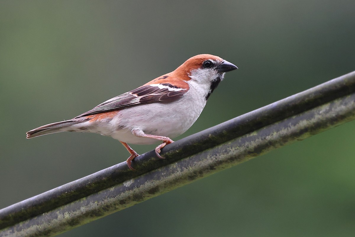 Russet Sparrow - ML620175918