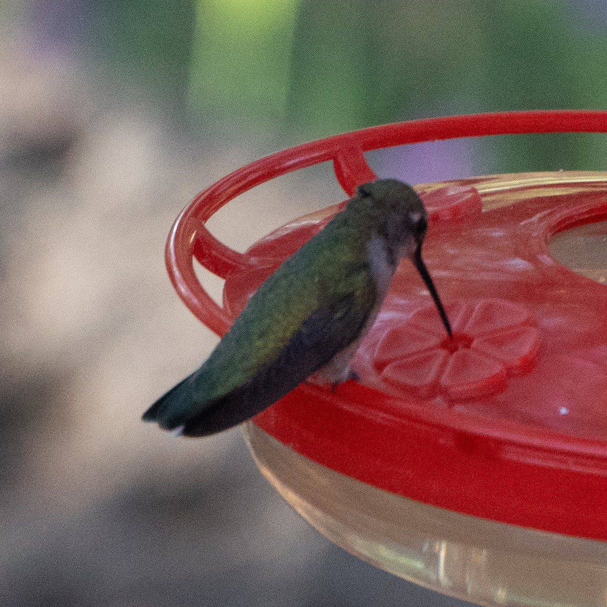 Anna's Hummingbird - ML620175921