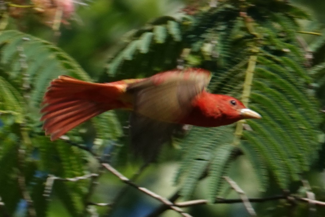 Summer Tanager - ML620175922