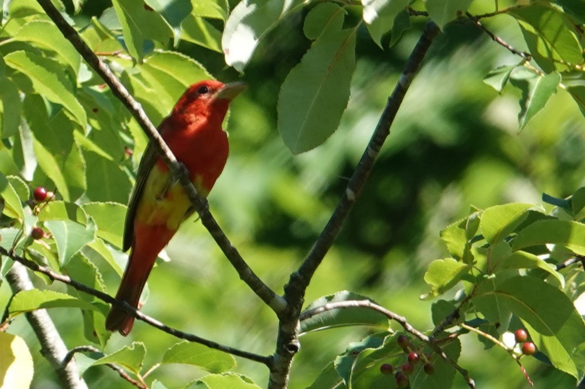 Summer Tanager - ML620175923