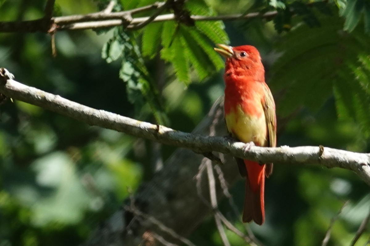 Summer Tanager - ML620175926