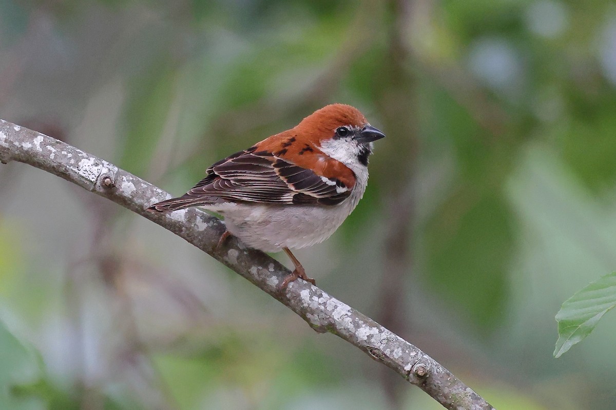 Russet Sparrow - ML620175927