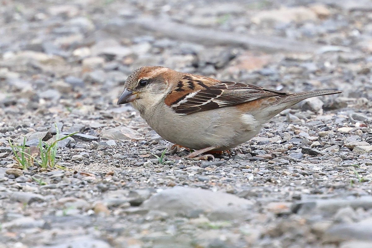 Russet Sparrow - ML620175928