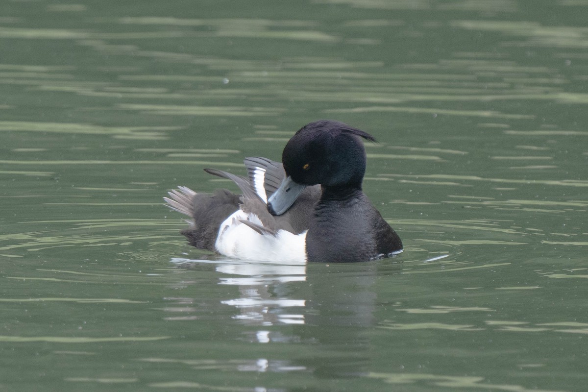 Tufted Duck - ML620175931