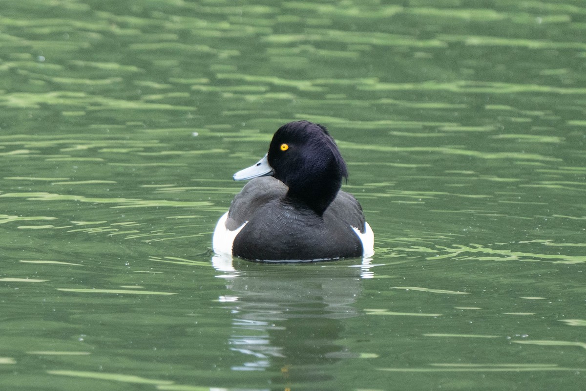 Tufted Duck - ML620175932