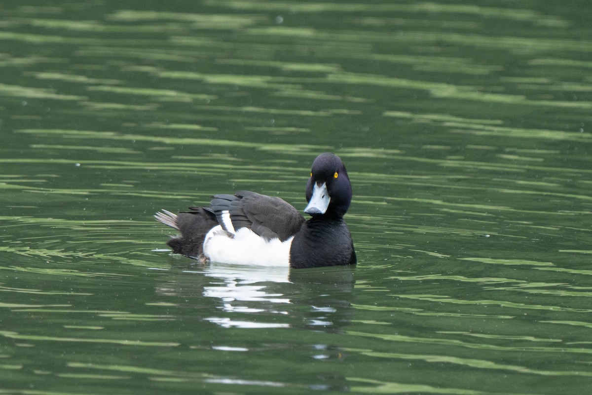 Tufted Duck - ML620175933