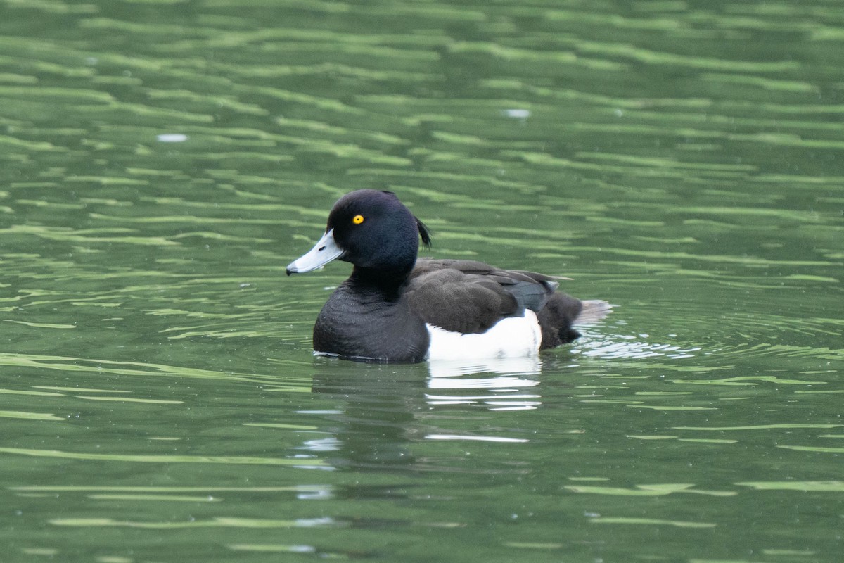 Tufted Duck - ML620175934