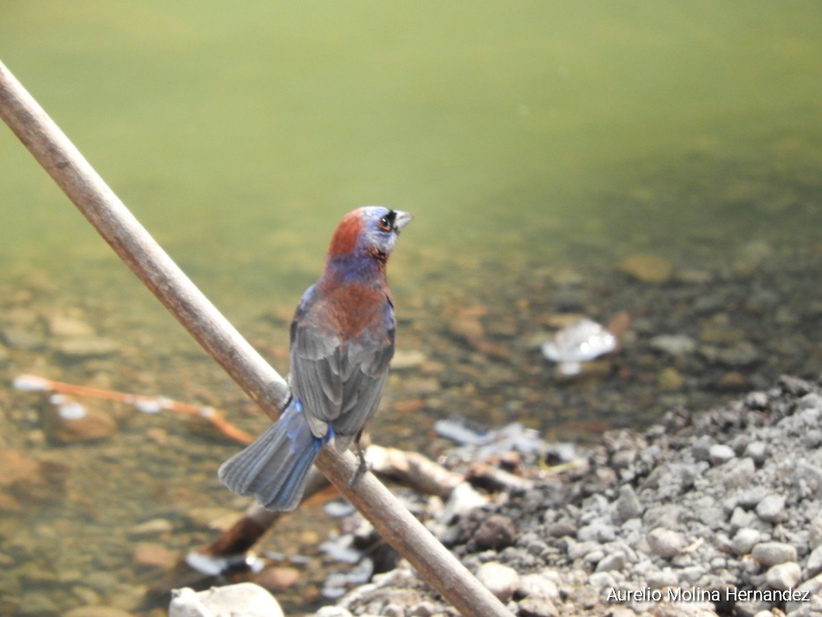 Varied Bunting - ML620175937