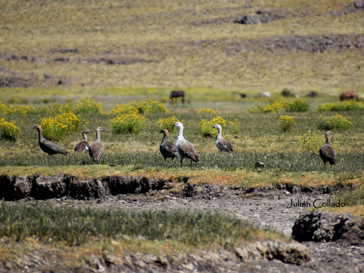 Upland Goose - ML620175940