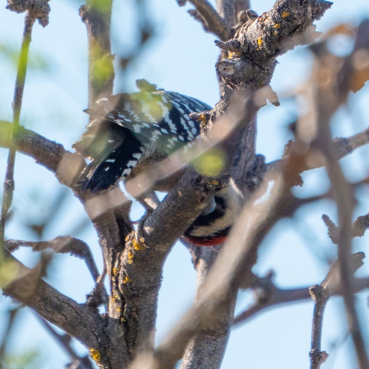 Ladder-backed Woodpecker - ML620175941