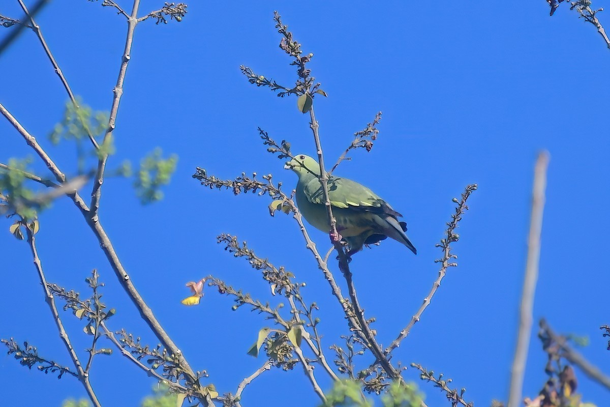 Pink-necked Green-Pigeon - ML620175944