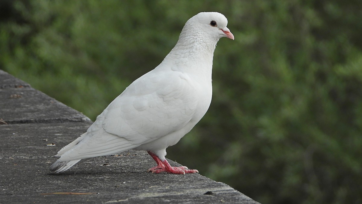 Rock Pigeon (Feral Pigeon) - ML620175945