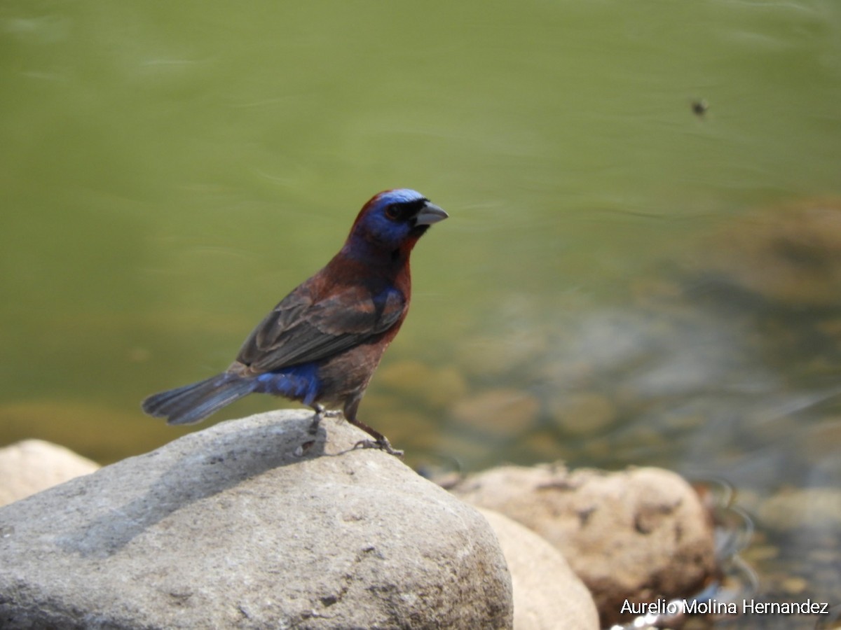 Varied Bunting - Aurelio Molina Hernández