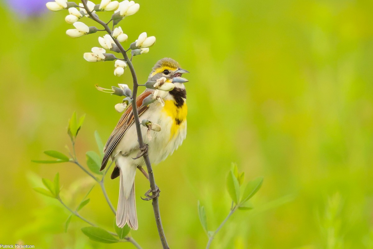 Dickcissel - ML620175948