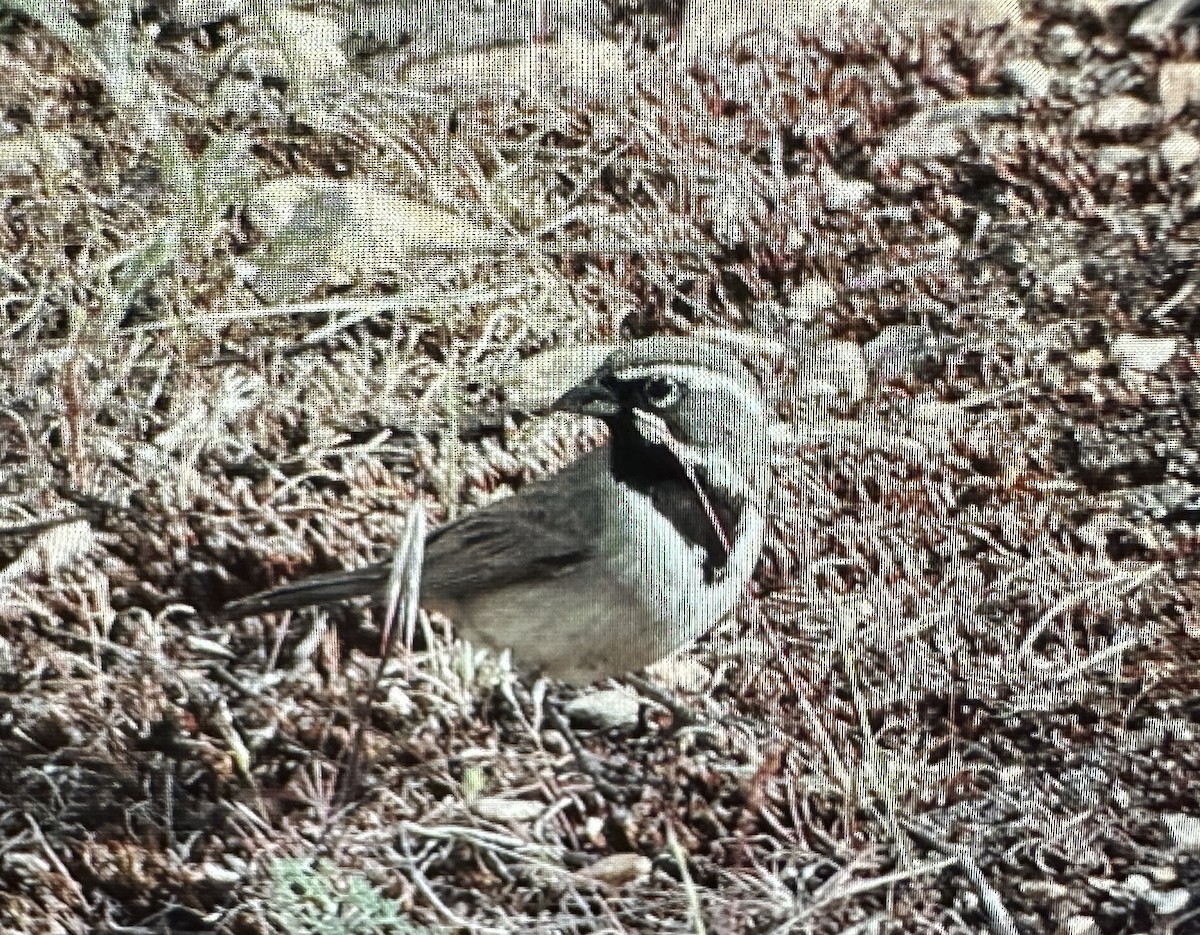 Black-throated Sparrow - ML620175951