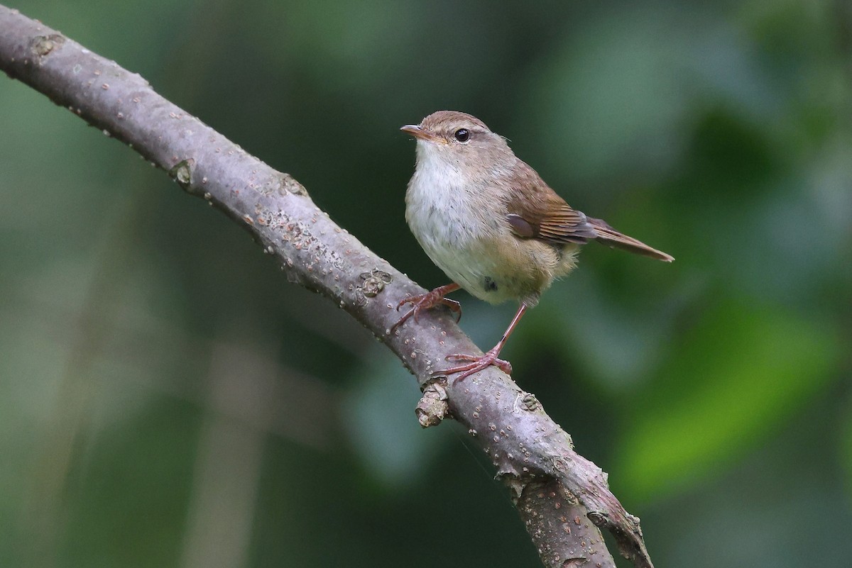 Brownish-flanked Bush Warbler (Taiwan) - ML620175952