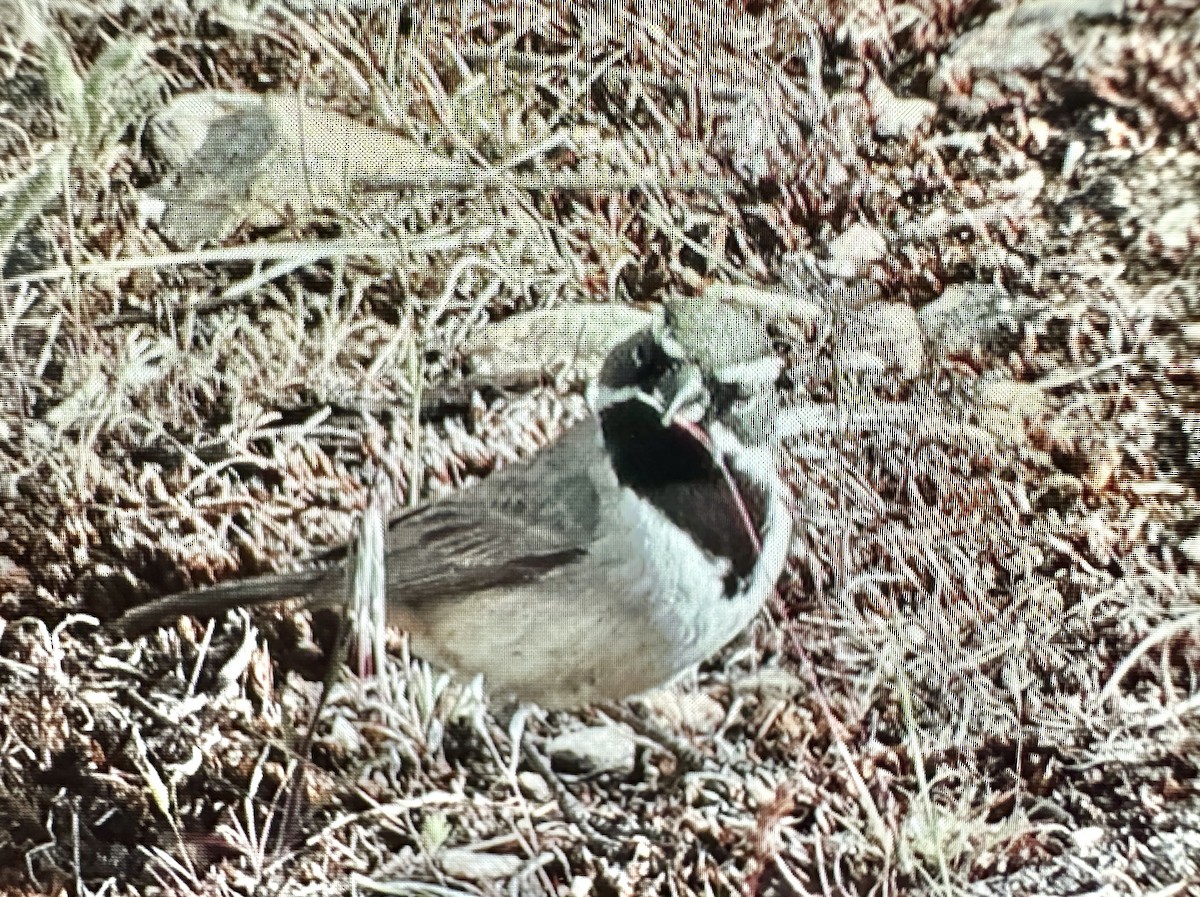 Black-throated Sparrow - ML620175953