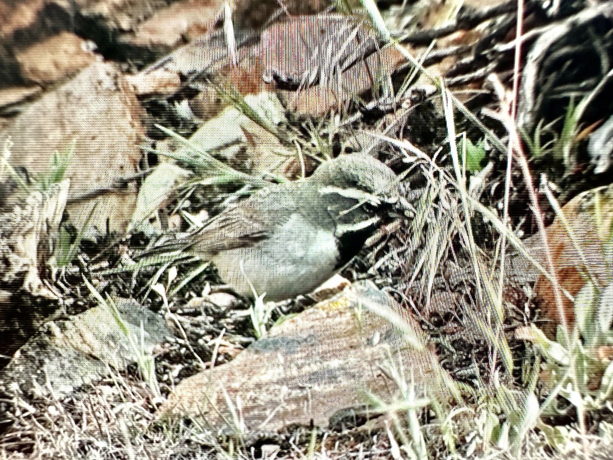Black-throated Sparrow - ML620175954