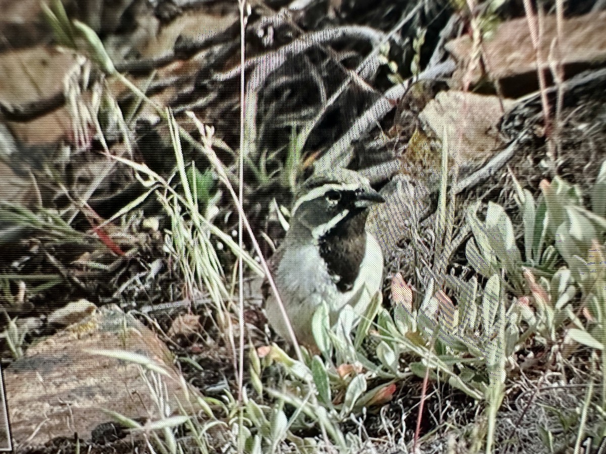 Black-throated Sparrow - ML620175955