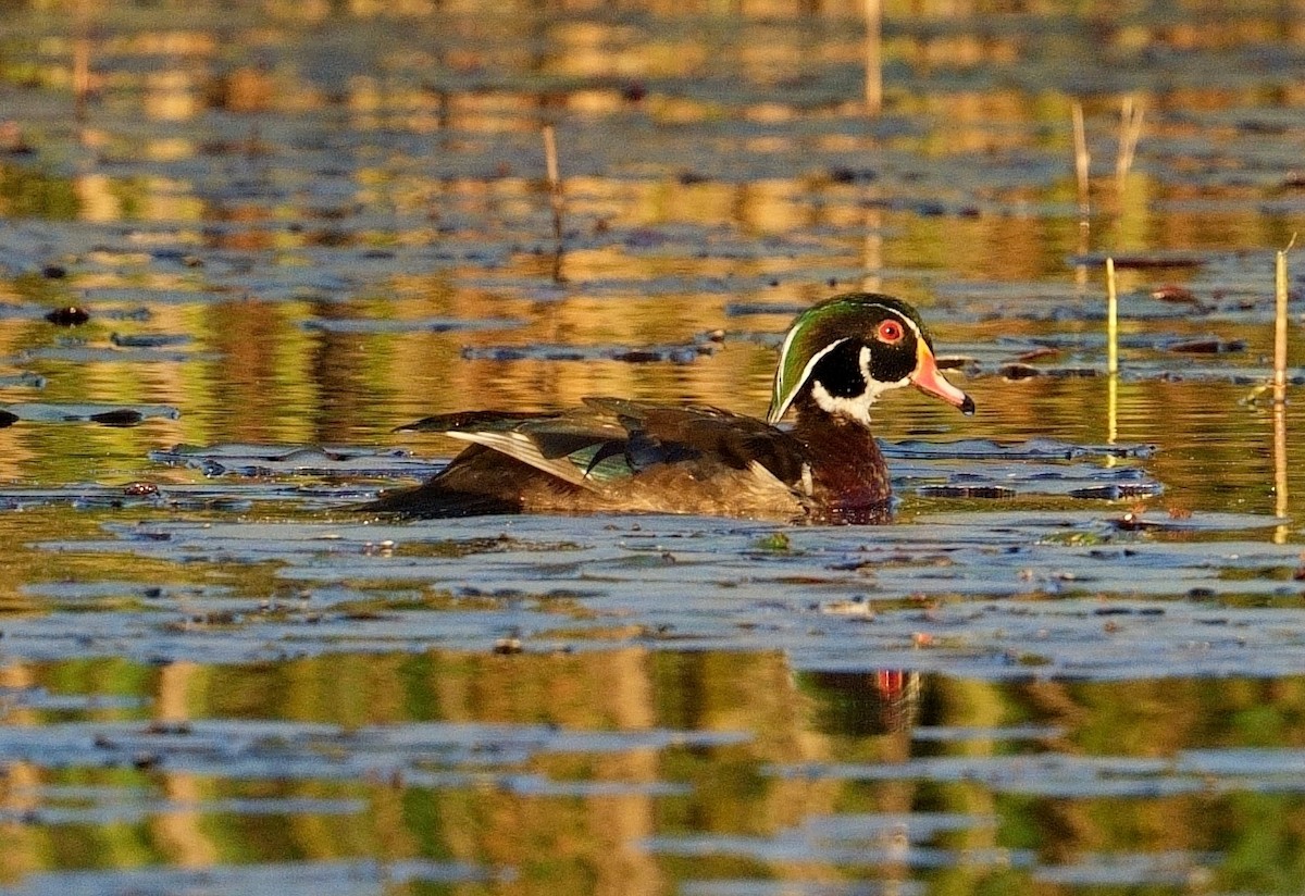 Wood Duck - ML620175957