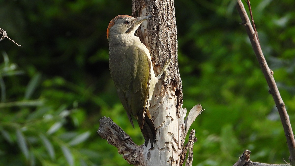 Iberian Green Woodpecker - ML620175960