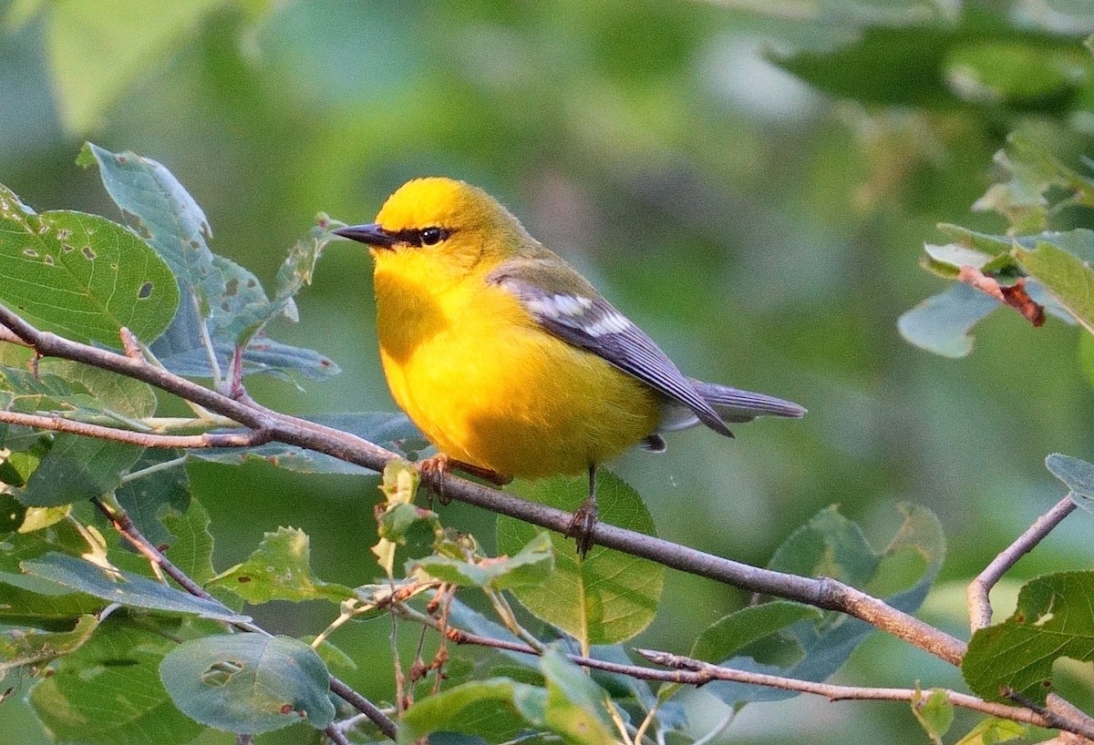 Blue-winged Warbler - ML620175961