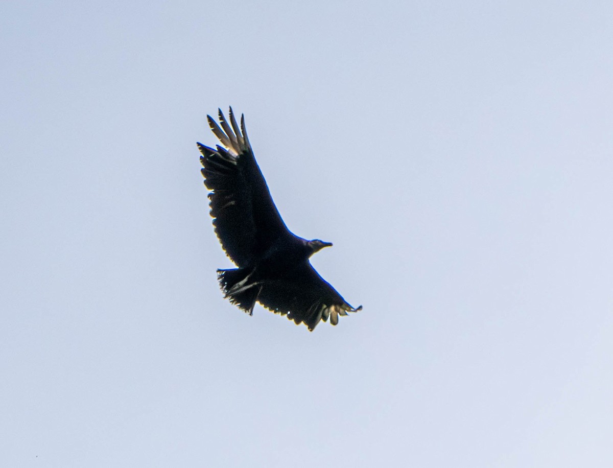 Black Vulture - ML620175966