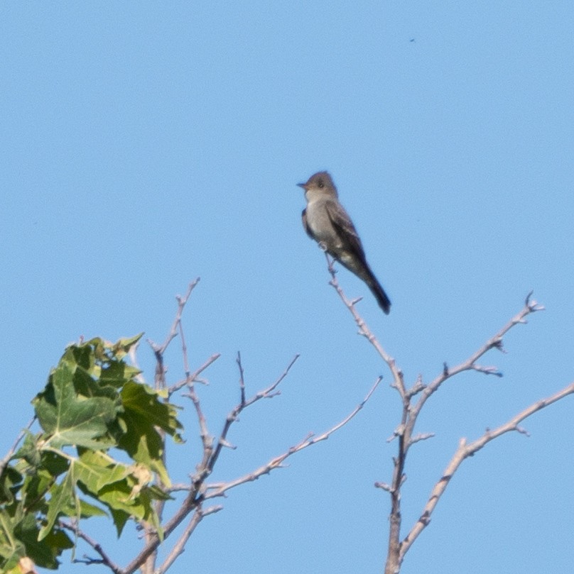 Western Wood-Pewee - ML620175967