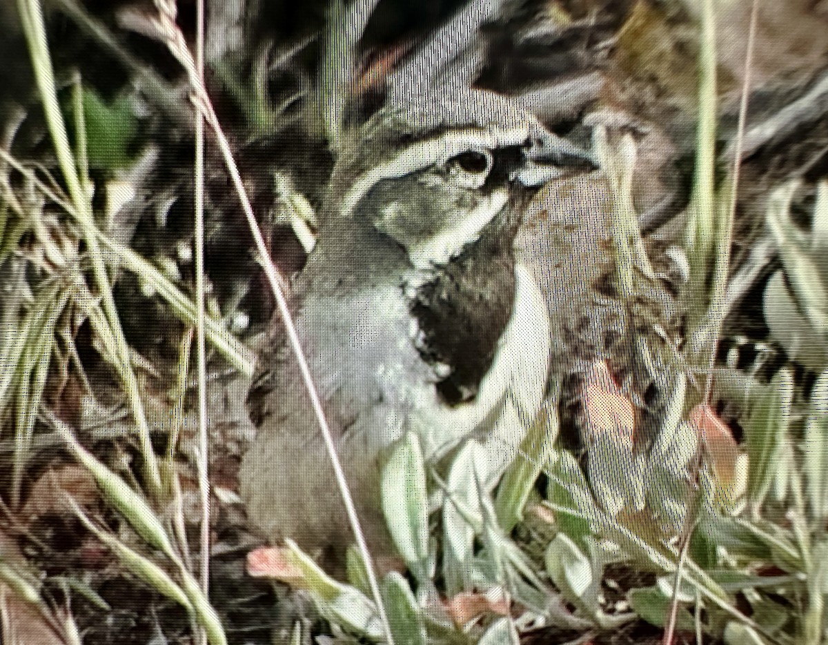 Black-throated Sparrow - ML620175971