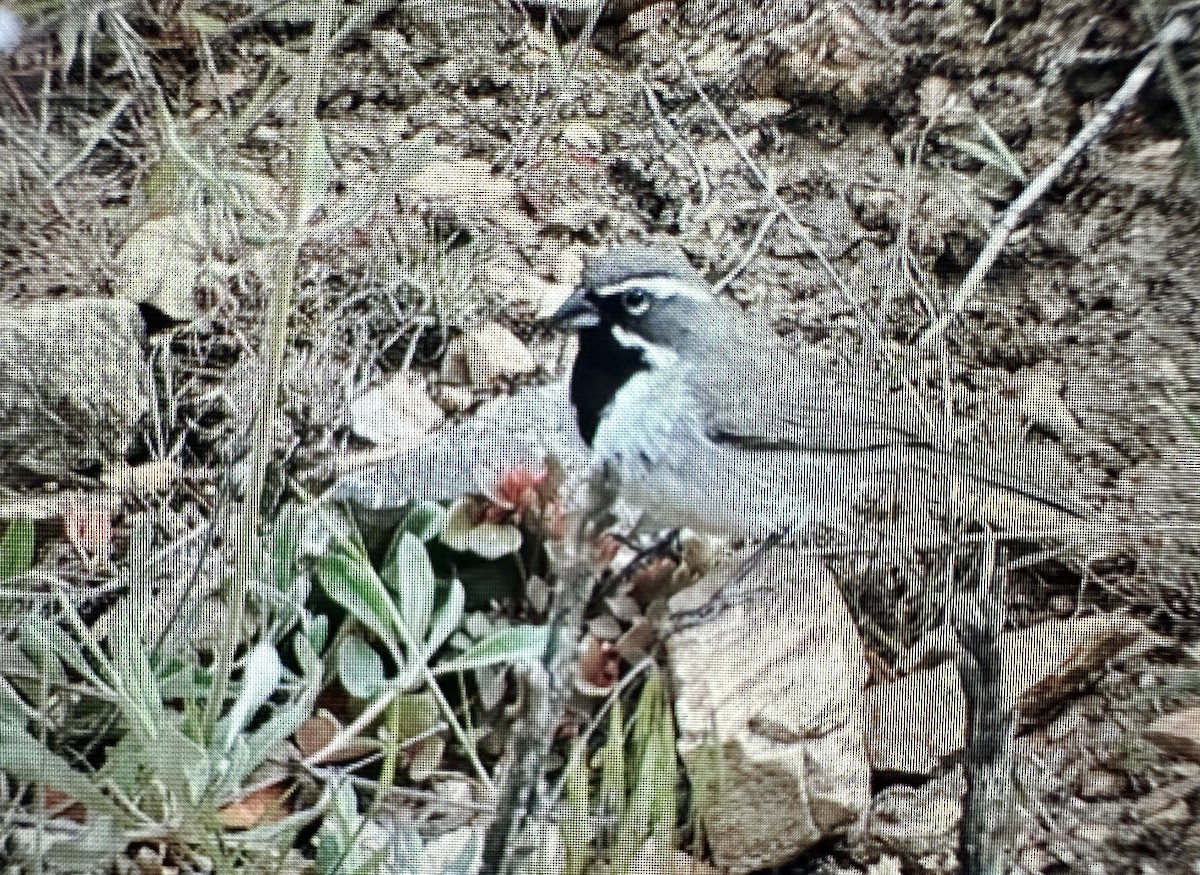 Black-throated Sparrow - ML620175972
