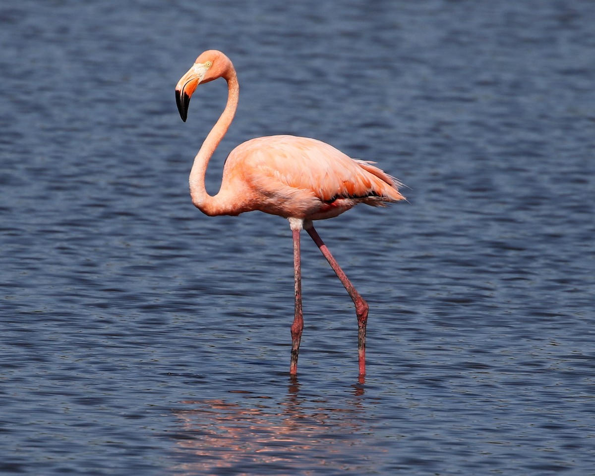 Flamant des Caraïbes - ML620175973