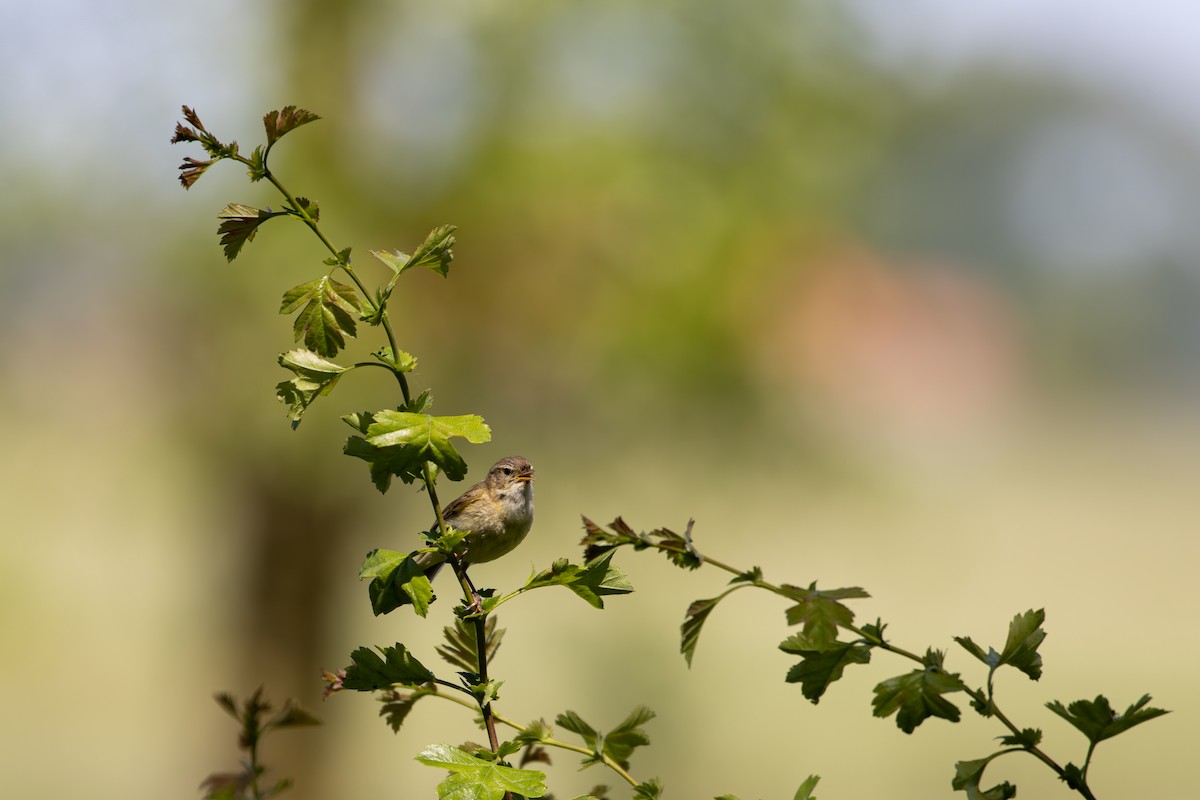 Common Chiffchaff - ML620175974