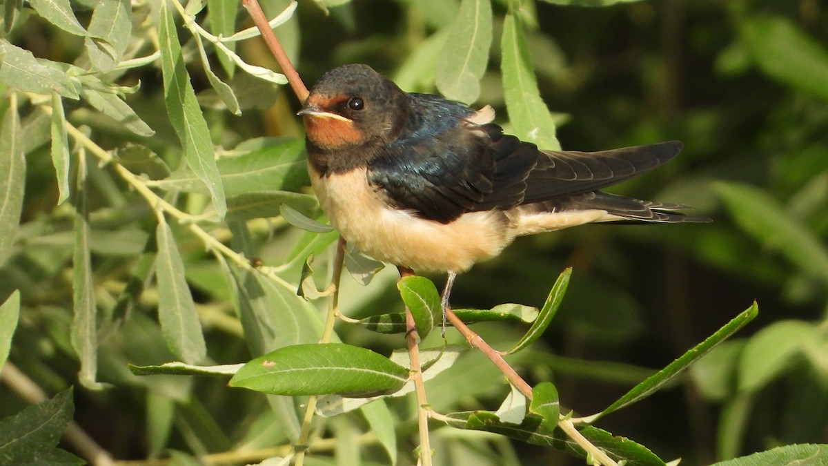 Barn Swallow - ML620175978