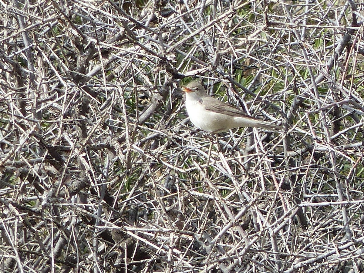 Upcher's Warbler - ML620175980