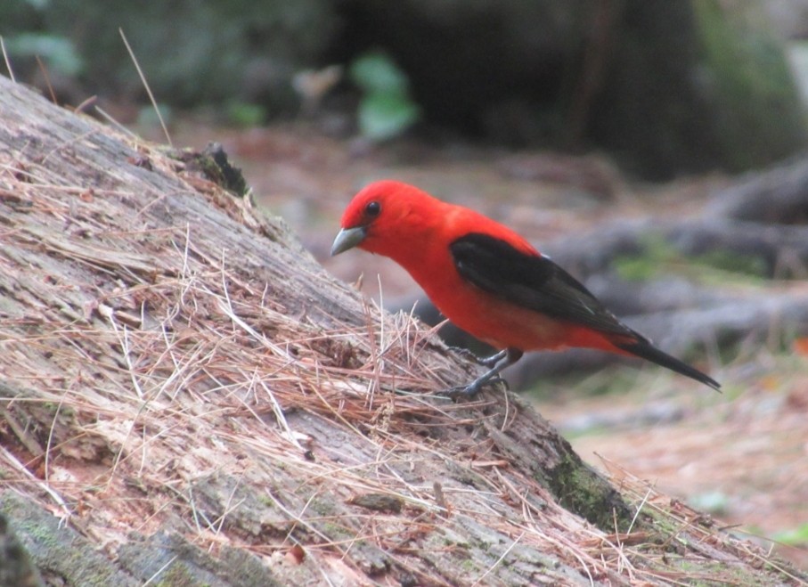 Scarlet Tanager - ML620175982