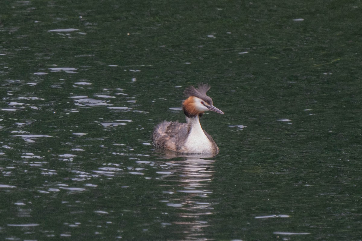 Great Crested Grebe - ML620175985
