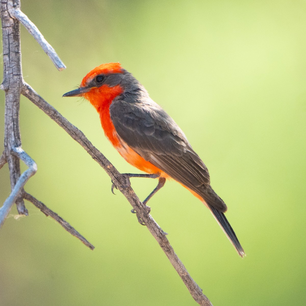 Vermilion Flycatcher - ML620175986