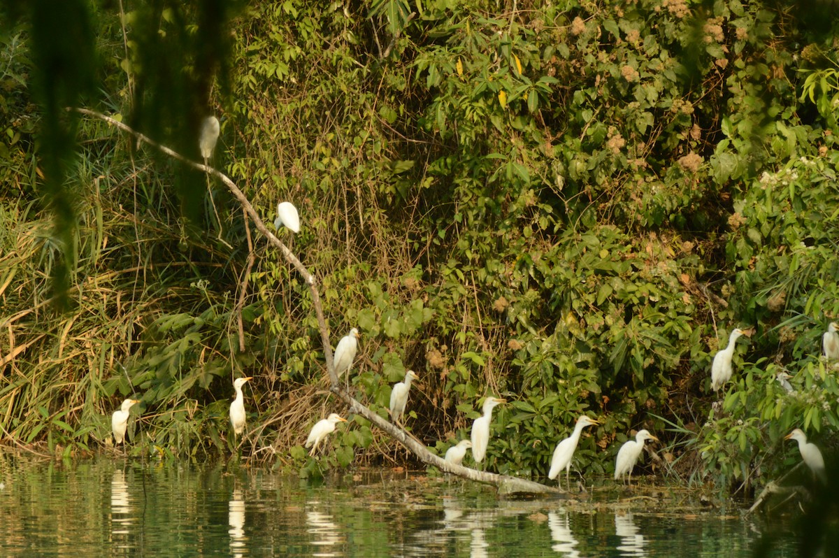 Western Cattle Egret - ML620175987